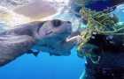 La tartaruga liberata che torna a salutare il suo salvatore