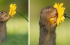 Questo fotografo ha catturato il momento esatto in cui uno scoiattolo si ferma ad annusare un fiore