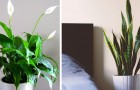 8 Pflanzen, die Sie zu Hause aufbewahren sollten, um die Schlafqualität zu verbessern, so die Forschung