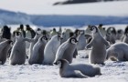 Video di Pinguini