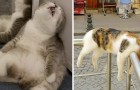 video med Katter