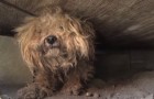 Deze hond leeft een jaar op straat wachtend op zijn dode baasje, totdat iemand hem opmerkt