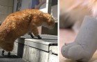 Vídeo de Ciência