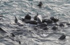 Video Video's van Dolfijnen Dolfijnen