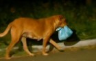 Een hond reist elke nacht meerdere kilometers om voedsel te halen en naar haar familie te brengen