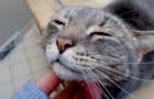 Vidéos de Chats
