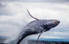 Wat het milieu betreft, lijken walvissen op de Amazone: ze kunnen 40% van de CO2 van de planeet opnemen