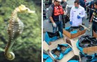 Vidéos sur la Nature