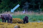 Ondervoede beren: een tekort aan zalm als gevolg van klimaatverandering brengt de voorraad voor de winterslaap in gevaar