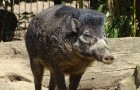 Zum ersten Mal filmten Wissenschaftler Wildschweine, die mit Stöcken Löcher graben