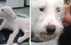 Vídeo de Cachorros