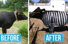 Diese japanischen Wissenschaftler bemalten die Kühe mit Zebrastreifen, um Insekten abzuwehren