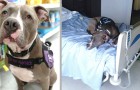 Video Video's van Honden Honden
