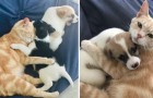 Video Video's van dieren Dieren