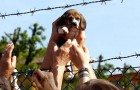 Video di Cani