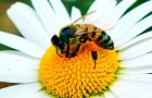 Bijen zijn uitgeroepen tot het belangrijkste levende wezen op aarde
