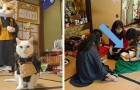 In diesem japanischen Tempel werden die Besucher von einem Katzen-Mönche empfangen, zusammen mit seinen Assistenten