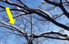 Om luxe auto's te beschermen, voorkomen deze scherpe pinnen dat vogels op de bomen gaan zitten