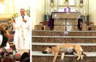 Vidéos de Chiens