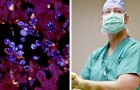 Un team di scienziati ha individuato in un batterio intestinale l'insorgenza di malattie autoimmuni