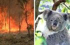 Video Australia