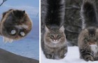 20 Fotos von Katzen, die kein Problem damit haben, im Schnee zu überleben