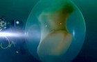 Eine Gruppe von Tauchern entdeckte eine transparente Unterwasserkugel voller Tintenfischbabies