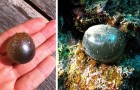 Vidéos sur la Nature
