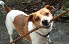 Kadootjes, gapen en kleine plagerijen: 9 manieren waarop onze honden ons iets proberen te vertellen