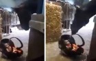 Vidéos de Chevaux