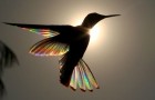 Questo fotografo ha catturato i colori dell'arcobaleno nelle ali spiegate di un colibrì nero del Brasile