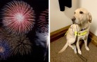 Effrayé par les feux d'artifice, un chien-guide a abandonné sa maîtresse non-voyante