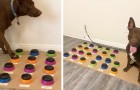 Video Hundevideos Hunde