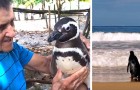 Chaque année, ce pingouin nage 8 000 km et revient saluer l'homme qui l'a sauvé