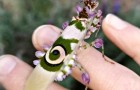 Video Naturvideos Natur