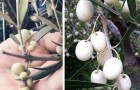 L'oliva bianca: varietà dalle origini antichissime che sta tornando nelle colture italiane
