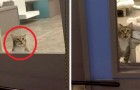 Video Video's van Katten Katten