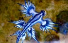 Il Drago Blu: un mollusco dalle tinte stravaganti che sembra provenire da un altro Pianeta