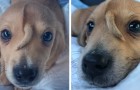 Video of Animals