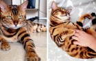 Video Katzenvideos Katzen