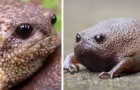 Video di Animali