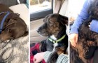 Video de Animales