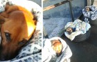 Video Video's van dieren Dieren