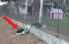 Vídeo de Salvamentos