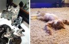 Vivere con un gatto: 16 foto che mostrano le avventure casalinghe dei nostri amici felini