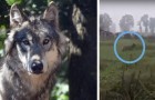 Video Lupi
