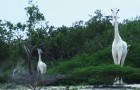 Video Video's uit Afrika Afrika