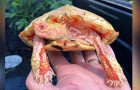 Queste curiose tartarughe albine assomigliano a dei piccoli draghi infuocati