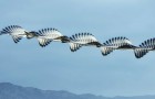 Dieser Fotograf fängt Vogelschwärme ein, als wären sie faszinierende Skulpturen in Bewegung