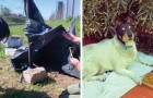 Questo cane si è stabilito sui binari per un mese, aspettando il ritorno del suo padrone scomparso